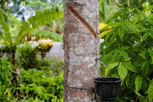 প্লাস্টিকাইজিং এবং রাবারের মিশ্রণ